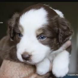 Miniature Australian Shepherd Puppies from Copper Line Aussies