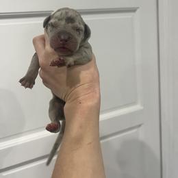Jordan Baker - Merle female Great Dane puppy in Florida from Beachside Kennels