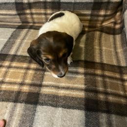 Dwight - Piebald - Piebald male Dachshund puppy in Bakersfield, California from Open Hourglass LLC