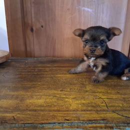 Julie - Black and tan female Yorkshire Terrier puppy in Terrell, Texas from Ashley Nicole Ranch