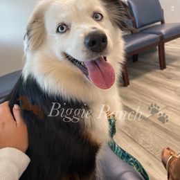 Savannah - Black & white Miniature Australian Shepherd puppy in Martin County, Florida from Biggie Ranch