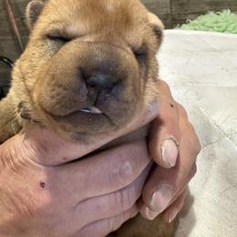 Chinese Shar-Pei Puppies from Blackwitch Farms