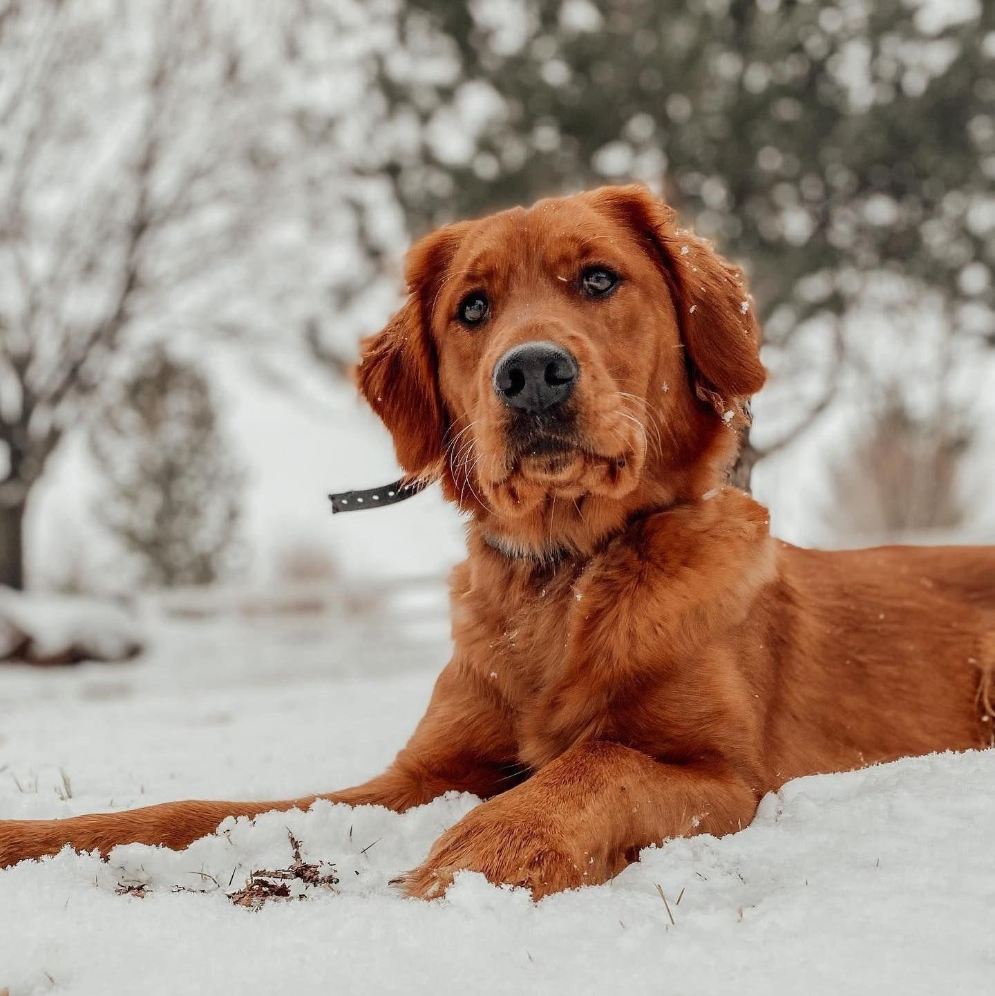 Dark red golden retriever laying in the snow