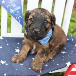 Henry - Brown male Whoodle puppy in Smallett, Missouri from Leshas Whoodles