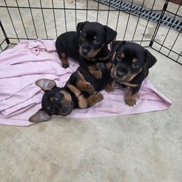 American Hunt Terrier and German Shepherd Puppies from Bayou Valley Shepherds and American Hunt Terriers