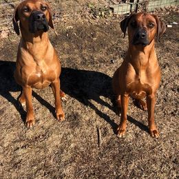 Rhodesian Ridgeback All Grown Up from Stoneridge Ridgebacks