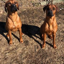 Rhodesian Ridgeback All Grown Up from Stoneridge Ridgebacks