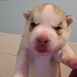 Lady - Red and white female Siberian Husky puppy in Elk River, Minnesota from Naturez Siberians