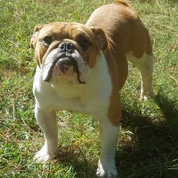 Bulldogs from AMZ Bulldogs