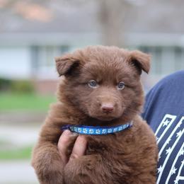 Meatball (Blue) - Liver male German Shepherd puppy in Garrett, Indiana from Devil-Dog Shepherds