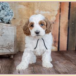 Merida - Red and white female Cockapoo puppy in Connersville, Indiana from Deaz Doodle Ranch