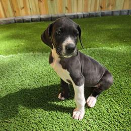 Ruby - Mantle female Great Dane puppy in Kannapolis, North Carolina from Carolina Great Danes & Toy Poodles
