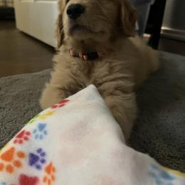 Golden Retriever Puppies from Washington Lakeside Goldens