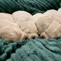 Light blue female - Light golden female Golden Retriever puppy in New Canton, Virginia from Mount Calm Golden Retrievers