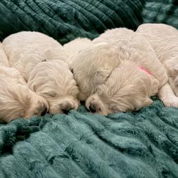 Light blue female - Light golden female Golden Retriever puppy in New Canton, Virginia from Mount Calm Golden Retrievers