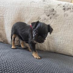 Juniper - Black and tan female Brussels Griffon puppy in Manteca, California from Middletown Dreams