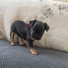 Juniper - Black and tan female Brussels Griffon puppy in Manteca, California from Middletown Dreams