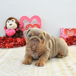 Reese - Lilac tri-color female Bulldog puppy in Lewisberry, Pennsylvania from Salted Rim Corgis