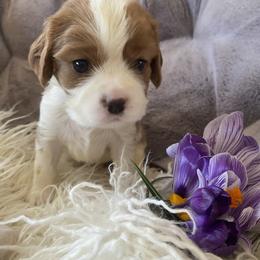 Cavalier King Charles Spaniel Puppies from Heart of a Cavalier