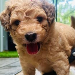 LIBERTY - Merle female Sheepadoodle puppy in Buffalo, Minnesota from Fur-ever Doodles