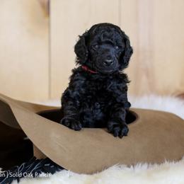 Poodle Puppies from Solid Oak Ranch