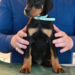 Boy 1 - Black and rust male Doberman Pinscher puppy in Shrewsbury, Massachusetts from Di Nonno Dobermann