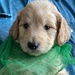 Goldendoodle and Russian Toy Puppies from Nesting Dolls Russian Toys