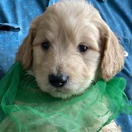Goldendoodle and Russian Toy Puppies from Nesting Dolls Russian Toys
