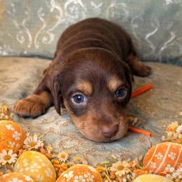 Doyal - Chocolate and tan male Dachshund puppy in Lexington, Oklahoma from BooneDox Miniature Dachshunds