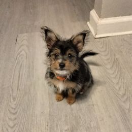 Toy Australian Shepherd and Yorkshire Terrier All Grown Up from CountryHart Kennels