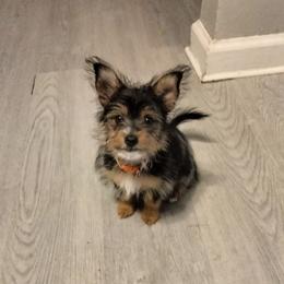 Toy Australian Shepherd and Yorkshire Terrier All Grown Up from CountryHart Kennels