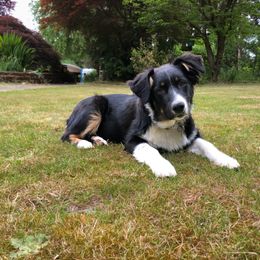 Australian Shepherd All Grown Up from K & R Australian Shepherds