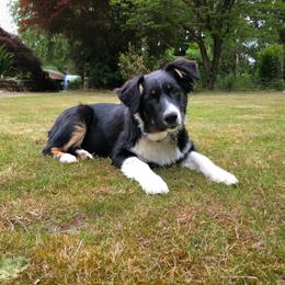 Australian Shepherd All Grown Up from K & R Australian Shepherds