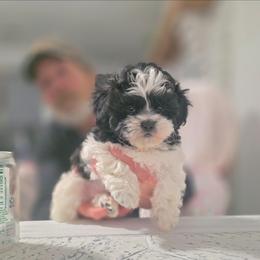 Puppy one - Black and white female Shihpoo puppy in Eldon, Missouri from B&B Designer Shihpoo’s