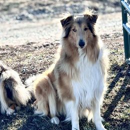 Collies from Mountain River Collies