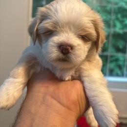 Yellow Collar - White female Lhasa Apso puppy in Port Royal, Virginia from Hearth and Hound Family Farms