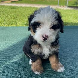 Harbor - Tri-color male Bernedoodle puppy in Port Saint Lucie, Florida from Eastside Paws LLC