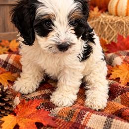 Vaky - Black white and tan male Cockapoo puppy in Miami, Florida from Peshos Cockapoos