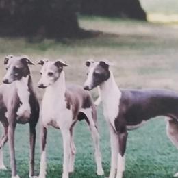 Italian Greyhounds from Bellagio Italian Greyhounds