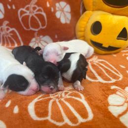 Girl 2 - Black and white female Chinese Crested puppy in Auburn, Kansas from TopBrass Kennels