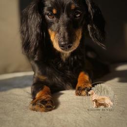 Hailey - Black and tan female Dachshund puppy in Lumber City, Georgia from Willow Run LLC