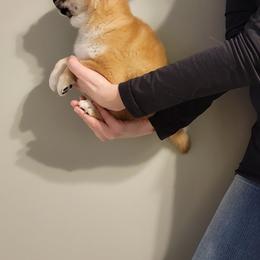 Shiba Inu Puppies from Veronika's Shiba Inus