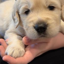Craig 3800 - Light golden male Golden Retriever puppy in Peoria, Arizona from Westwing Retrievers