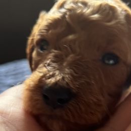 Boy 4 - Red  Goldendoodle puppy in Bluefield, Virginia from Love on a Leash