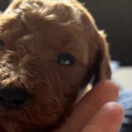 Boy 4 - Red  Goldendoodle puppy in Bluefield, Virginia from Love on a Leash