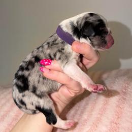 Blossom - Blue merle female Australian Shepherd puppy in Anniston, Alabama from All Hale Aussies