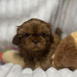 Levi - Red Shih Tzu puppy in Covington, Georgia from Top Hats 2  Shih Tzu’s