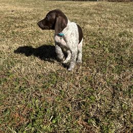 German Shorthaired Pointer Puppies from Nakeyta Morgan