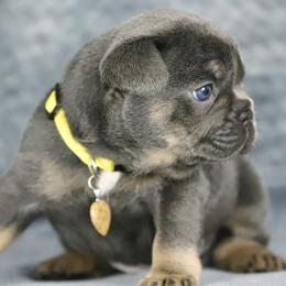 Sunny - Tricolors female French Bulldog puppy in Punta Gorda, Florida from Mingan French Bulldog