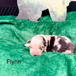 Flynn Rider - Blue merle male Australian Shepherd puppy in Vernal, Utah from Dancing M Kennels